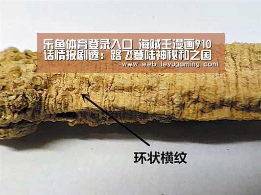 乐鱼体育登录入口_海贼王漫画910话情报剧透:路飞登陆神秘和之国 同伴失散(图2) 乐鱼体育注册